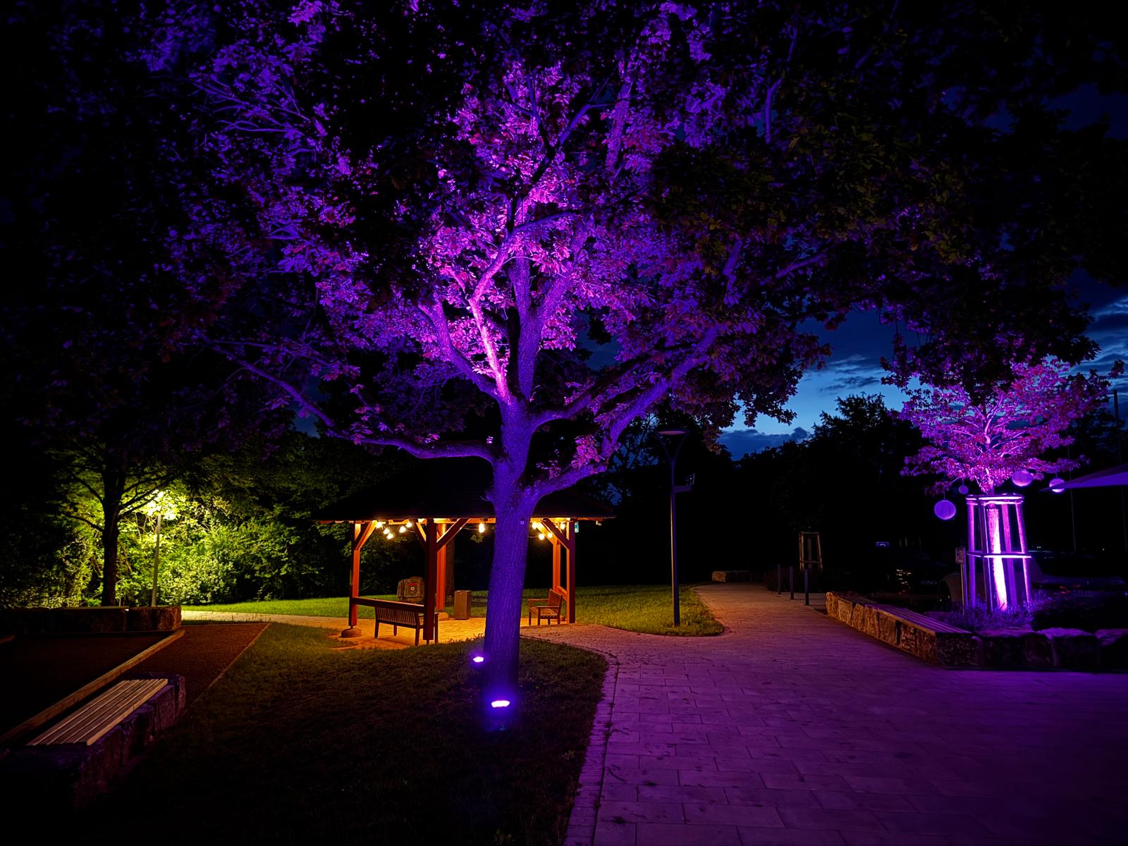 Baum mit violetter Beleuchtung am Abend