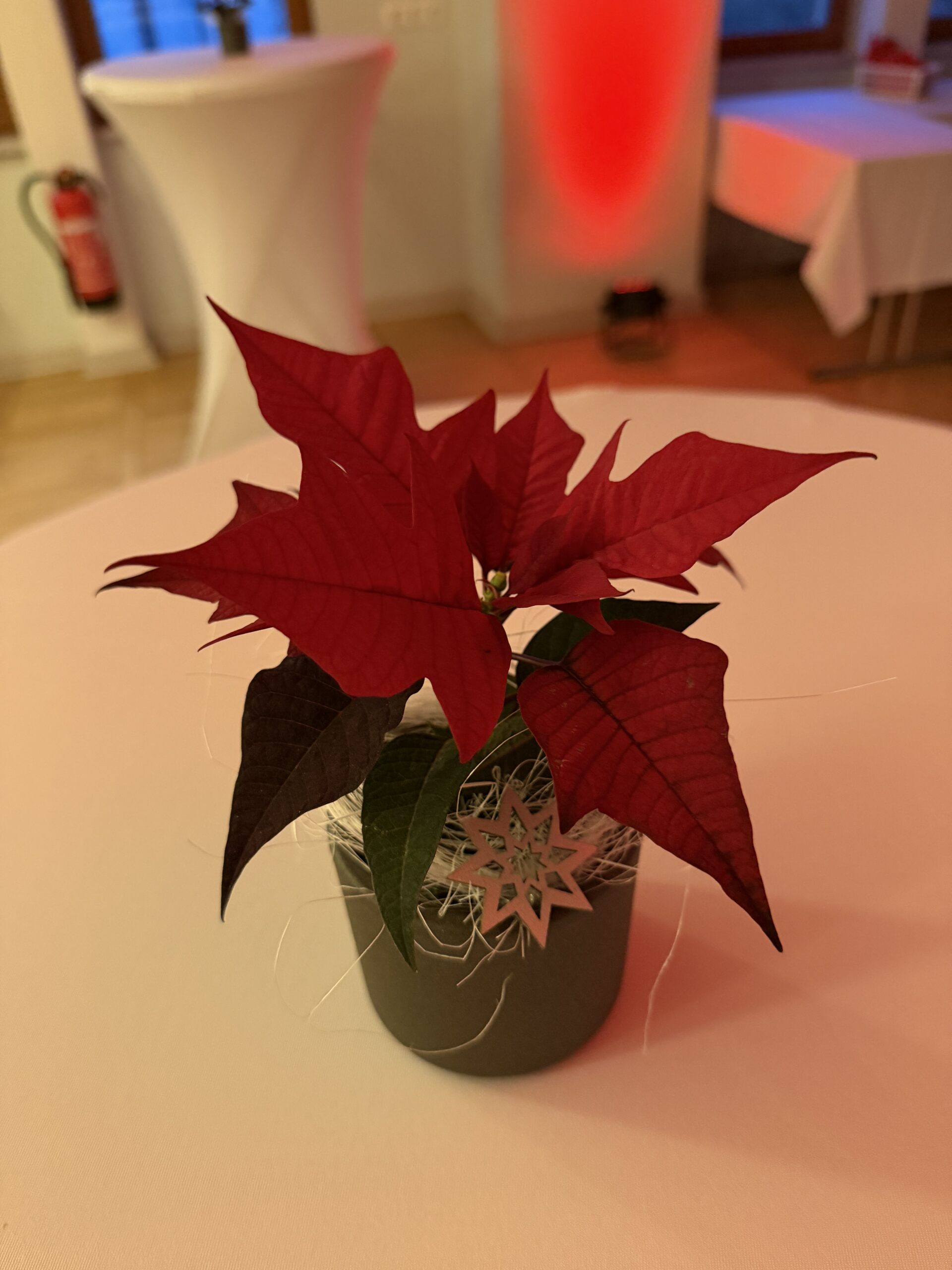 Weihnachtsstern als Tischdeko auf einer weißen Tafel